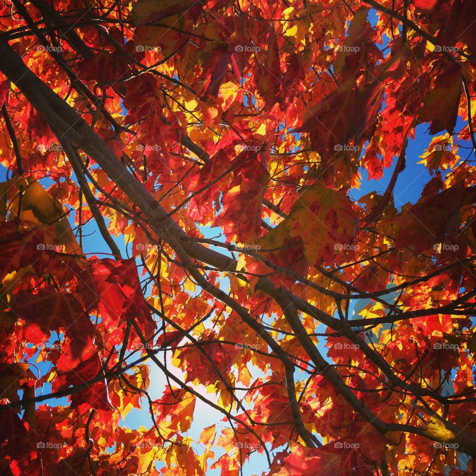 Low angle view of autumn leaves