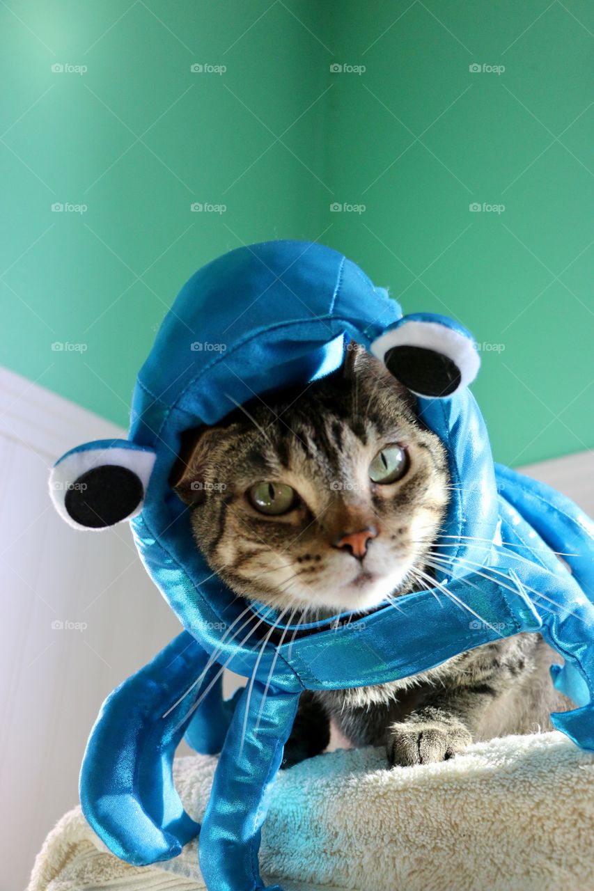 Ready for Halloween in this funny octopus costume