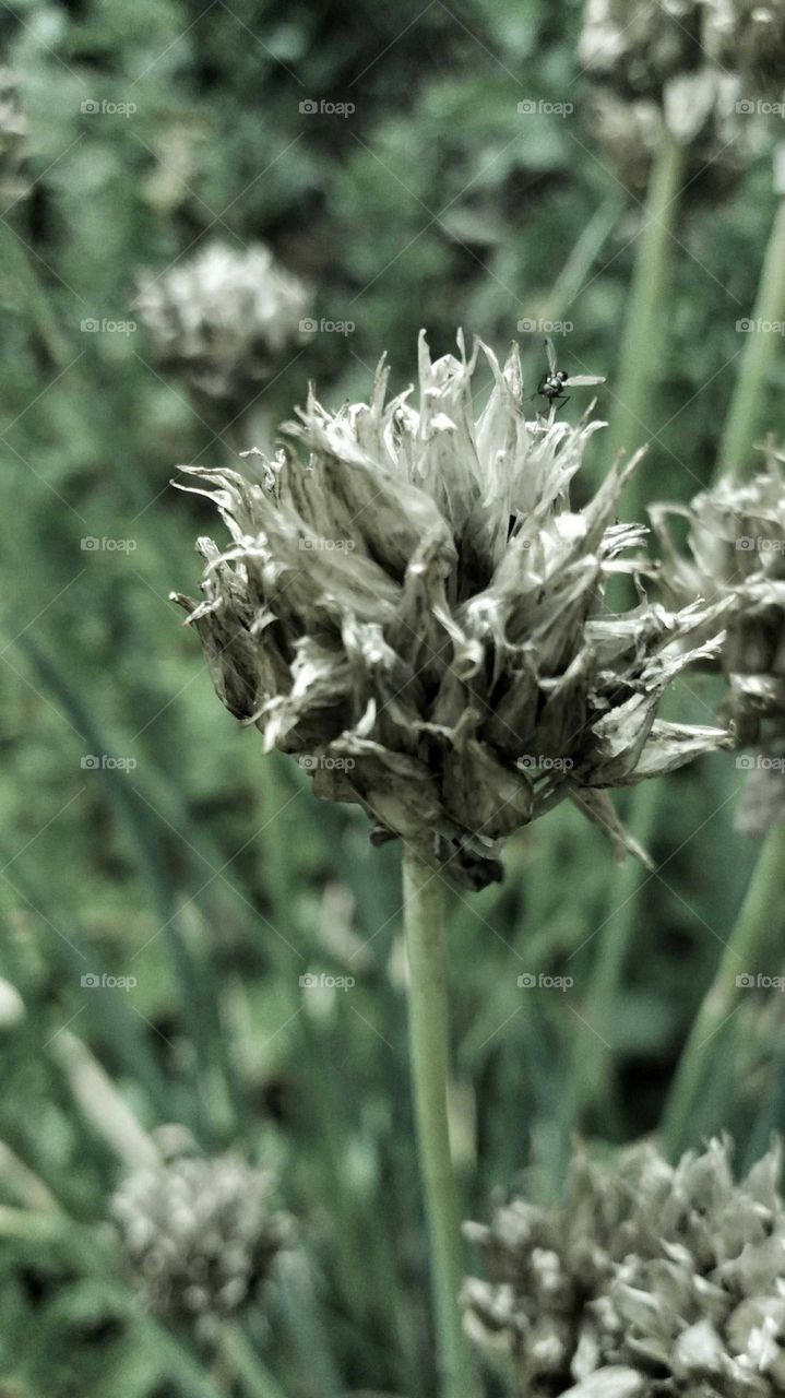 old flower with bug