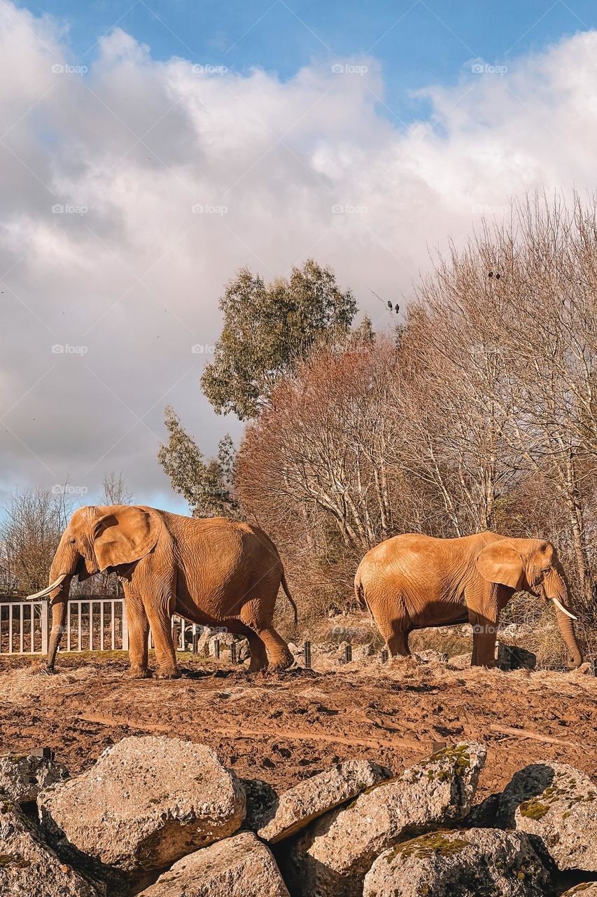 Beautiful spots with elephants in zoo