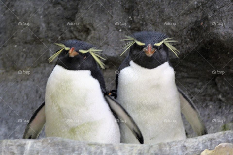 Penguins 