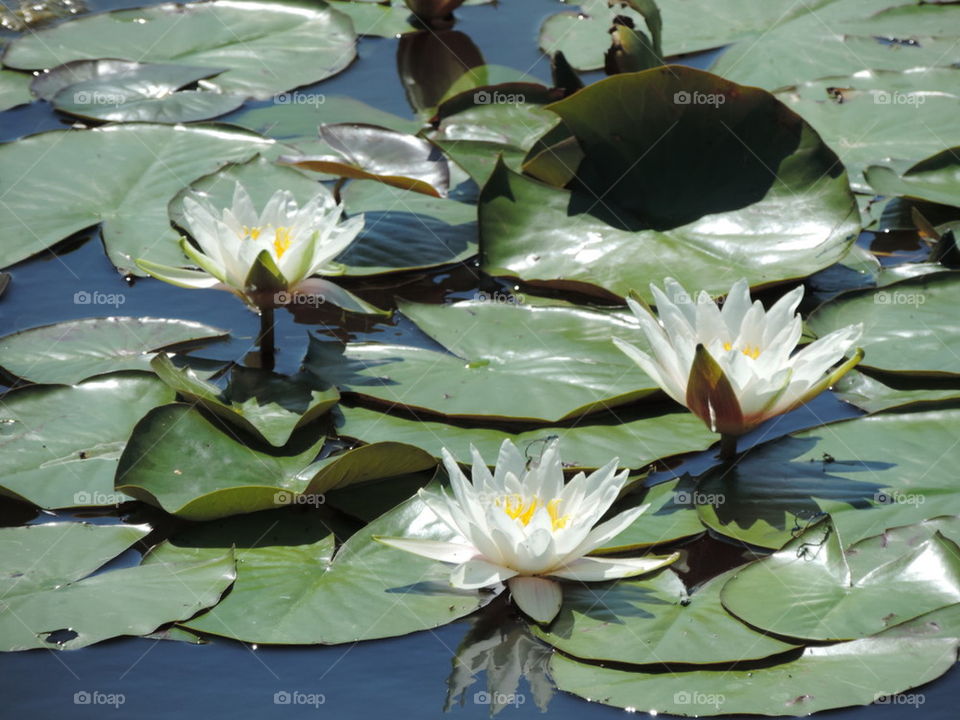 Lily pads with flowers.