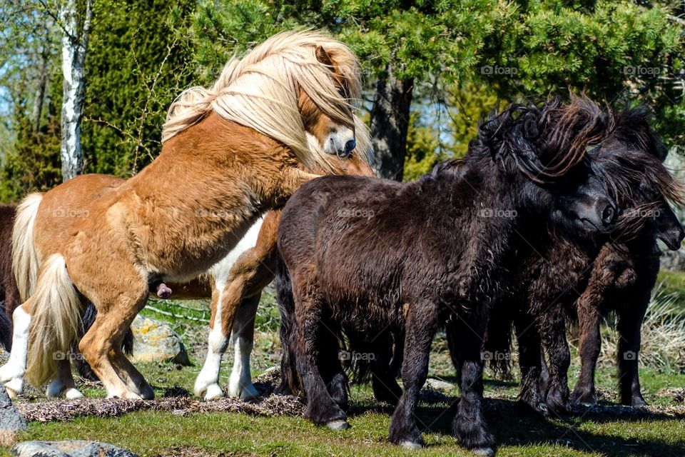 Shetland ponies playing together