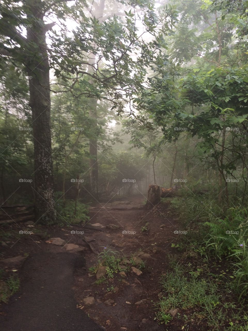 Fog in the forest