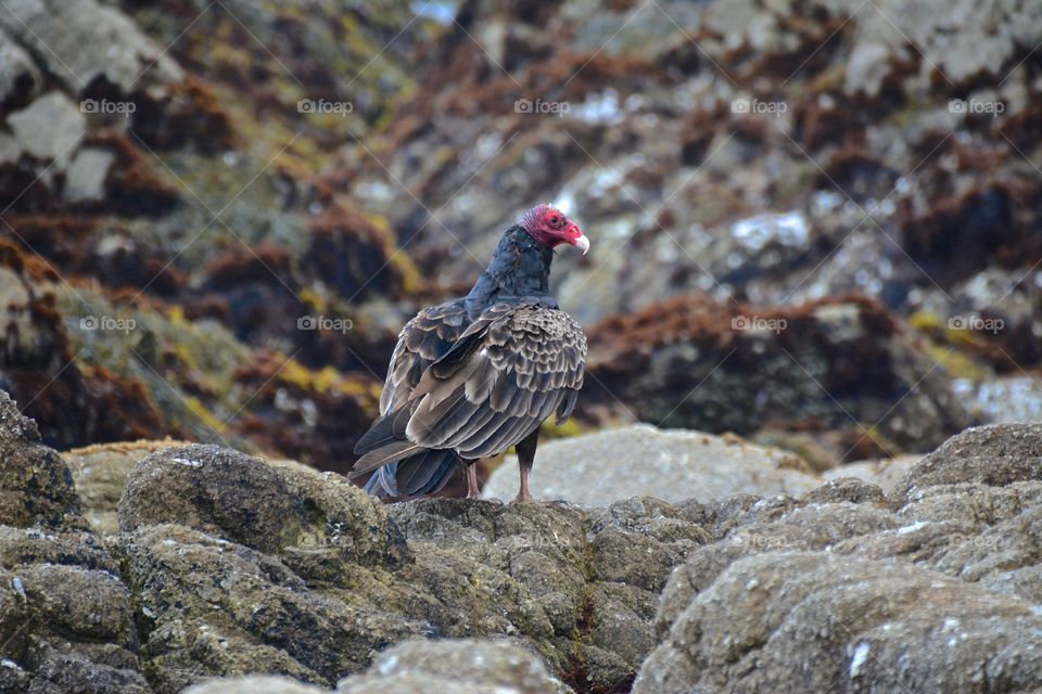 Meeting between three turkey vultures at 17 mile drive between Monterey and Carmel in California 