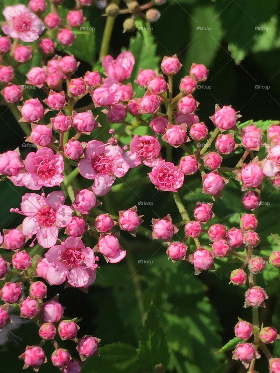 Blooming pink buddies