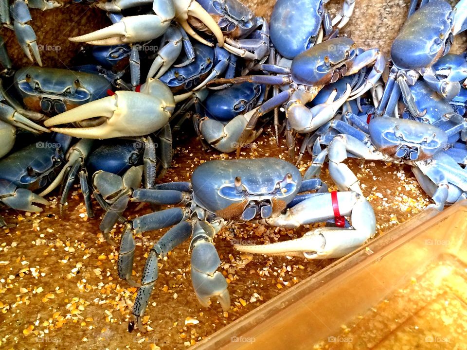 Blue Shells. A bucket of crabs waiting to be sold for food.