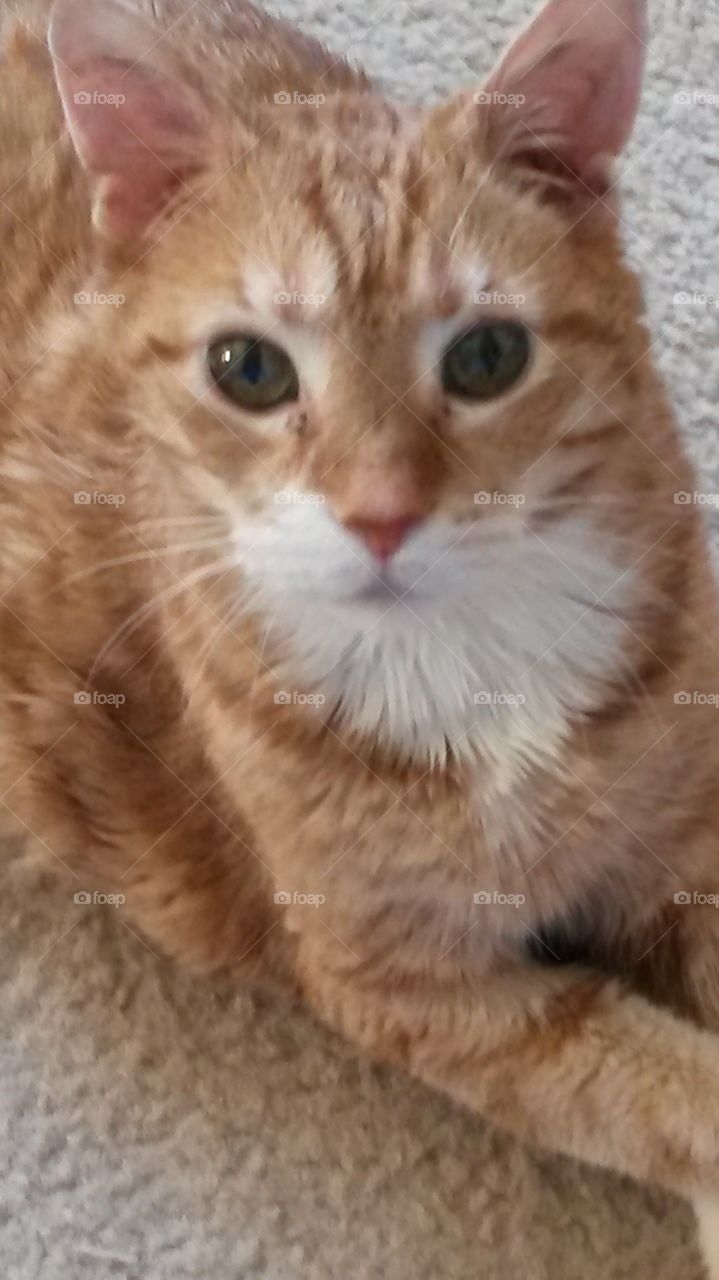 Handsome Ginger Tabby Cat