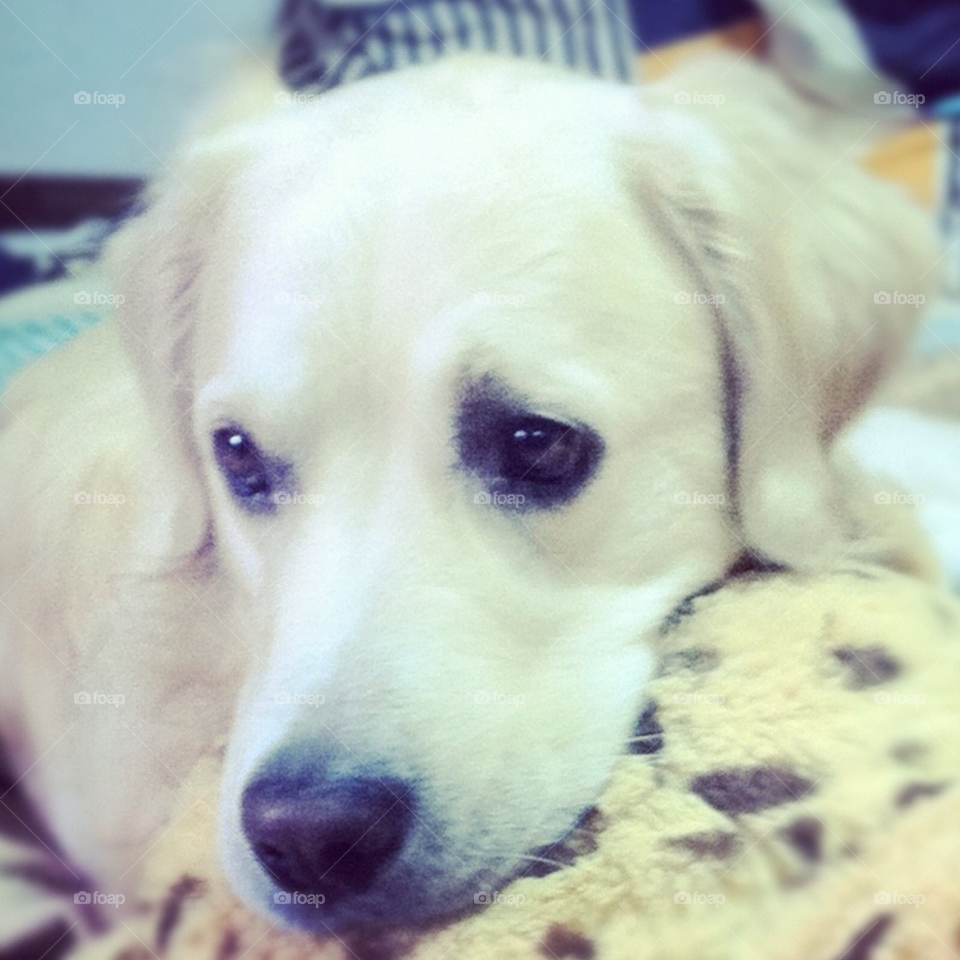 pretty face dog cute by Zita