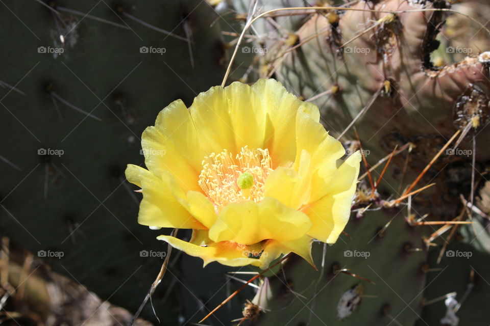 yellow prickly pear