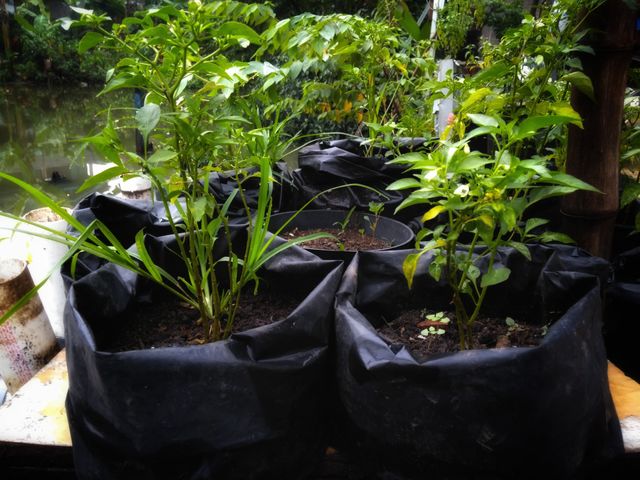 Crazy plant people!