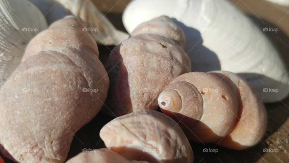 Extreme close-up of conch shells