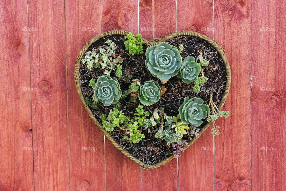 Heart shaped planter of succulent plants hanging