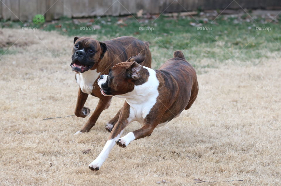 Boxer play