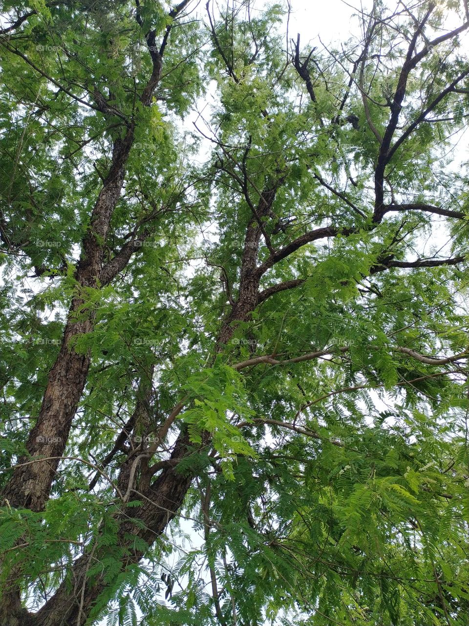 A shady tree on the roadside