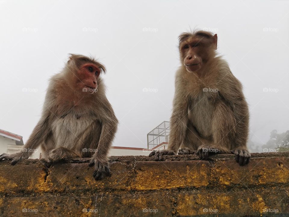 Monkeys sitting on wall