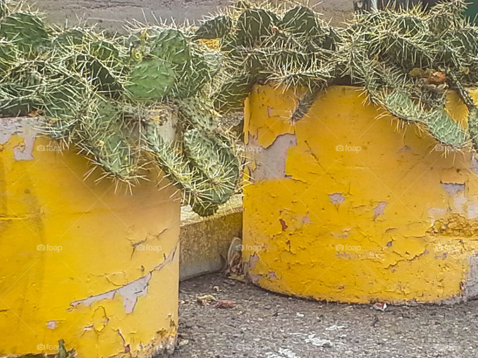 cactus in planters
