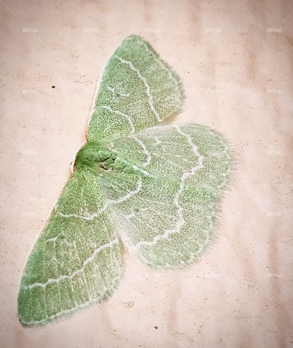 here we see a line green Moth Beauty in our site. we as people need to find that beauty that brings us all joy. enjoy my friends
