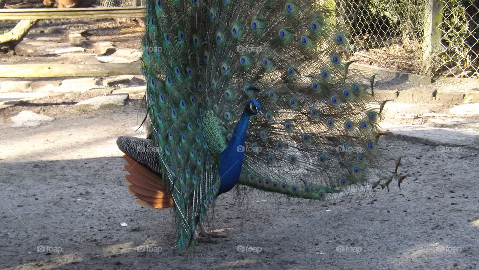 Beautiful colorful peacock 