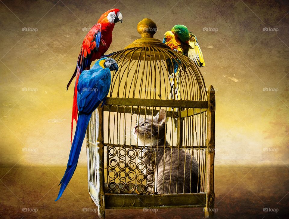 Cat in cage with colorful parrots