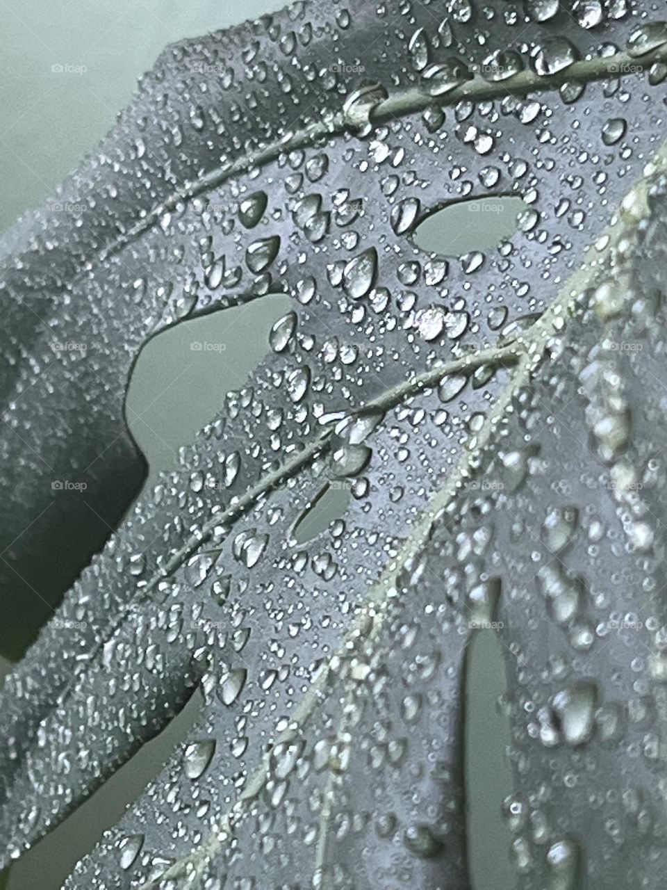 Large green monstera plant with water droplets on green backdrop close up