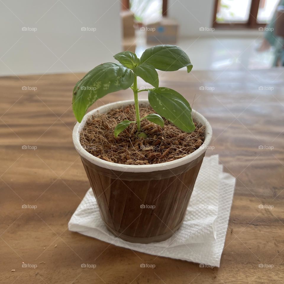 potted plant