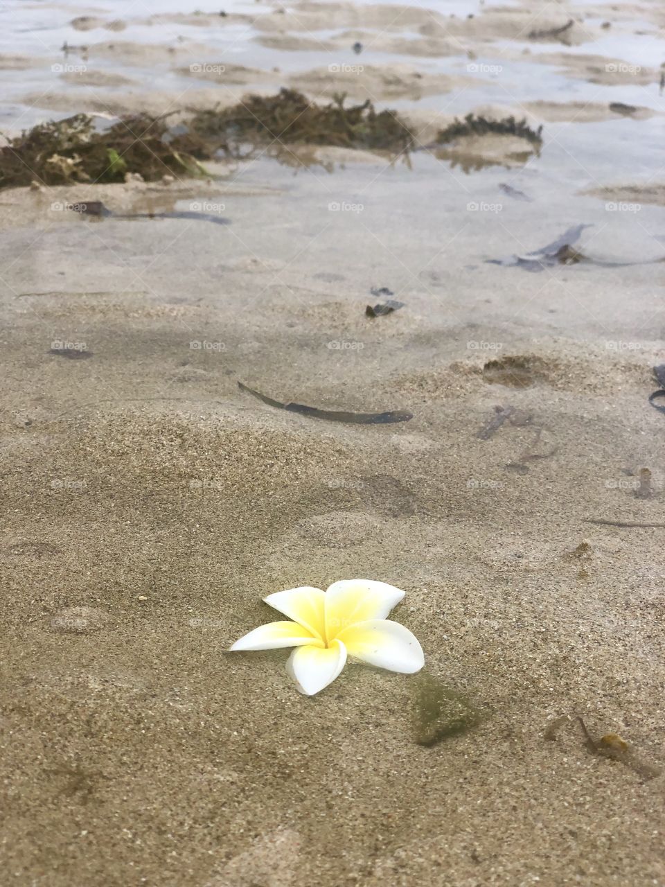 A beautiful flower that fell into the ocean sand off the shore of Nusa Dua, Bali, Indonesia. 