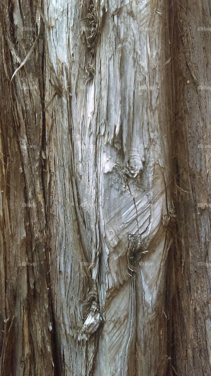 Wood texture