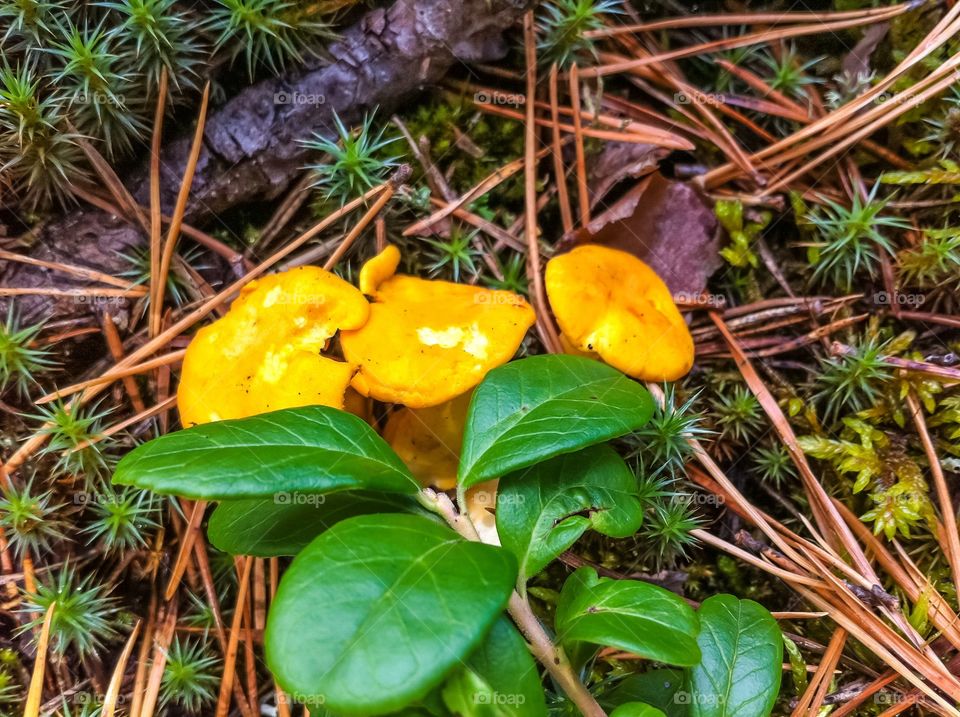 Golden chanterelles. Small golden chanterelles growing in the forest in summer.