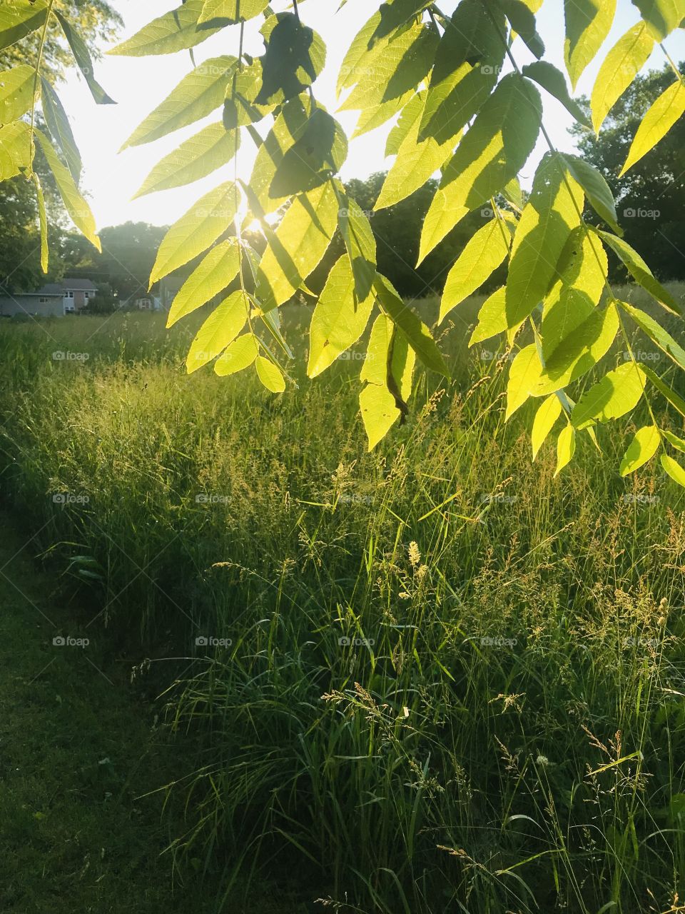 Gorgeous sunset with sun shining through tree branches and beautiful grassy field. 