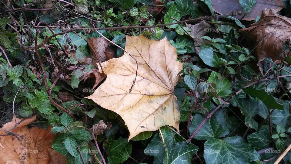 Leaf in Ivy