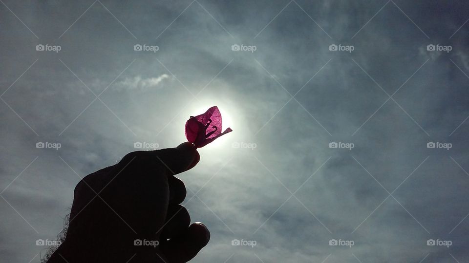 A Petal Blocks the Sun