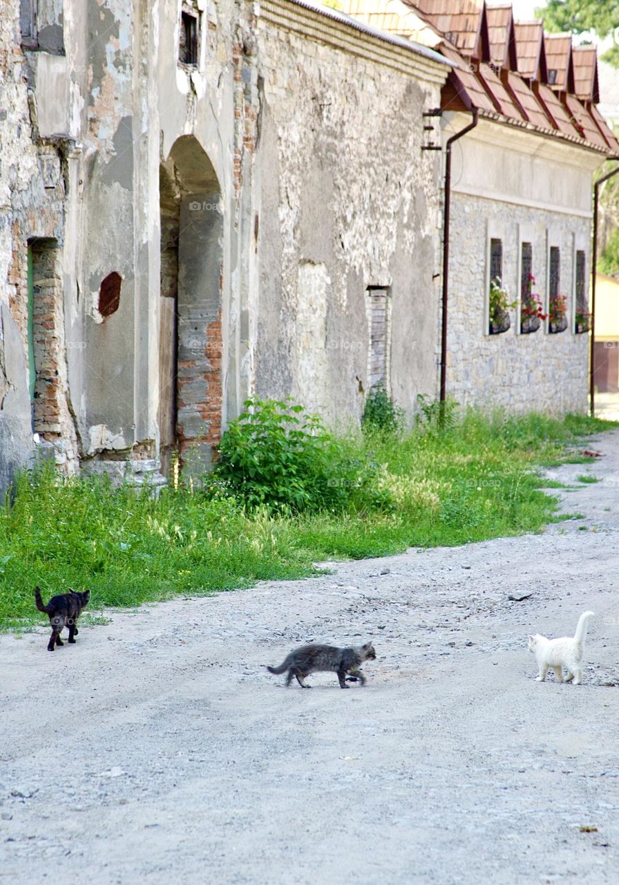 Cats walking down the street