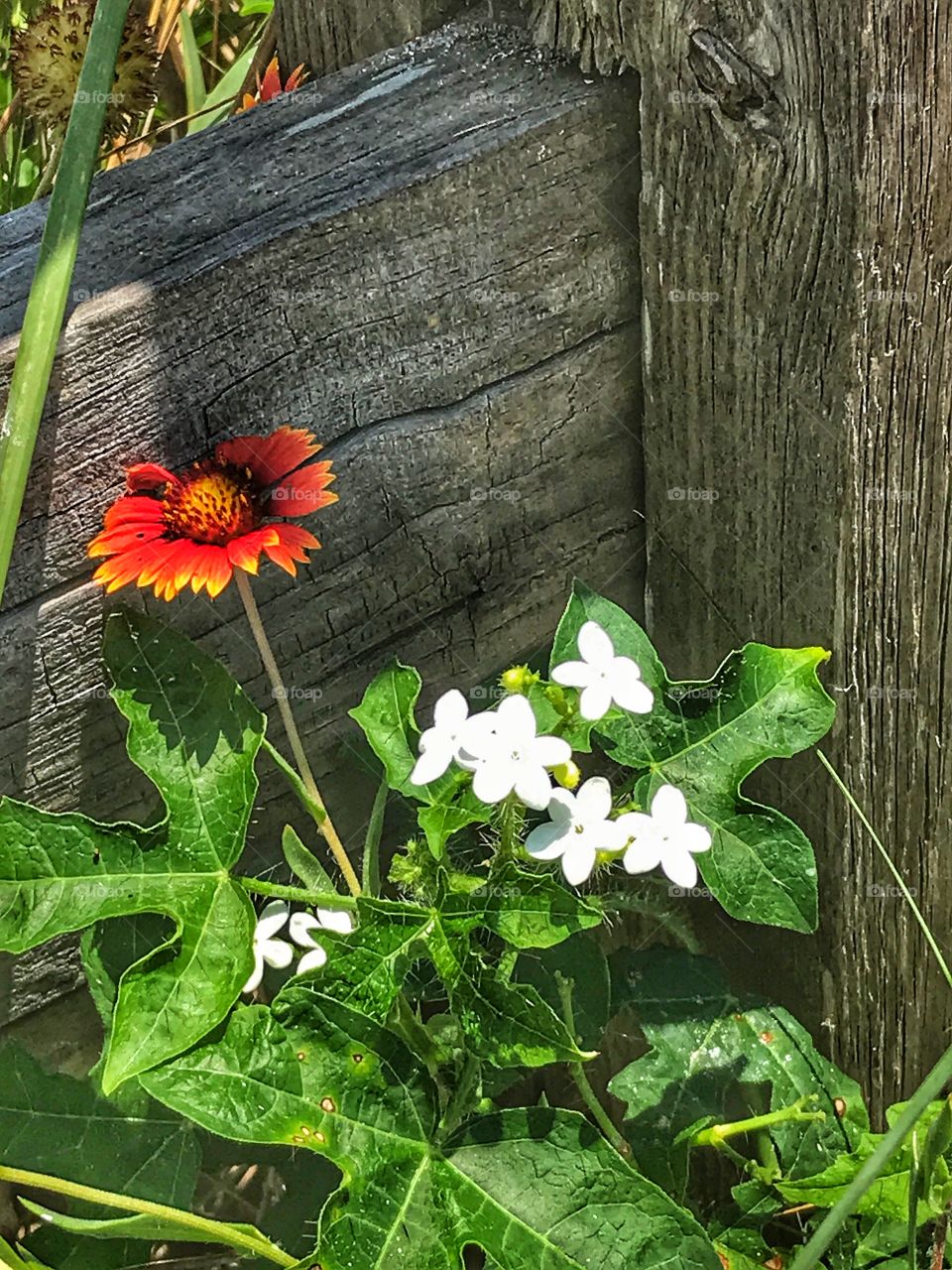 Wildflowers against fence