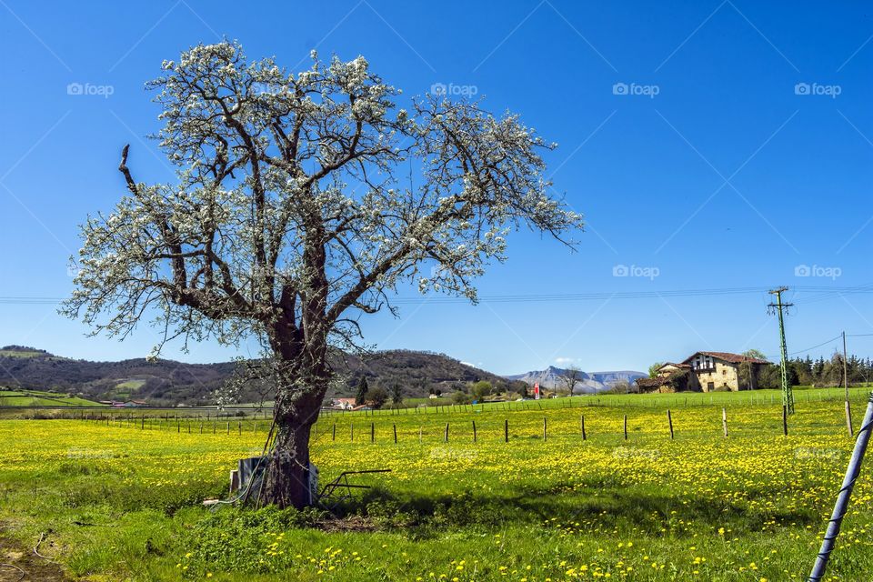 tree with flowers