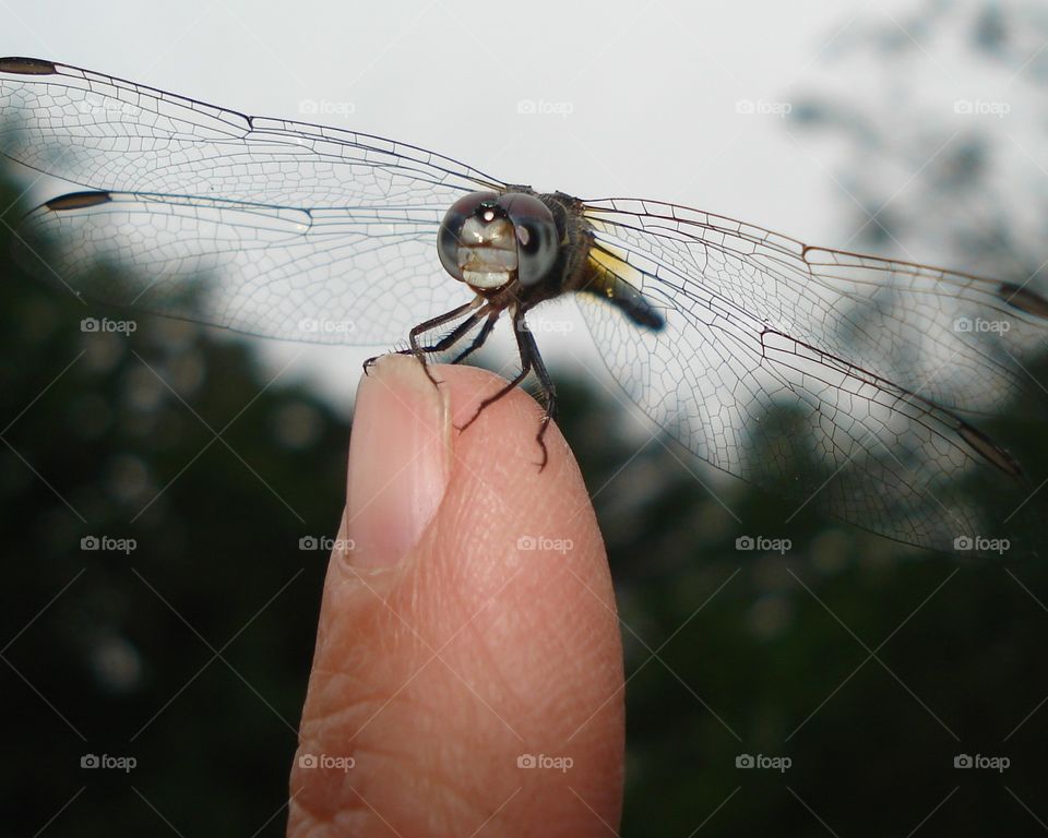 dragonfly