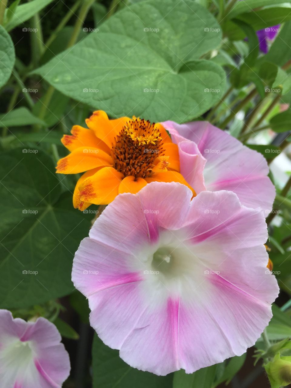 Species of flowers. Different species of flowers