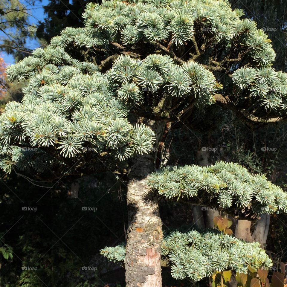 Bonsai tree growing on field