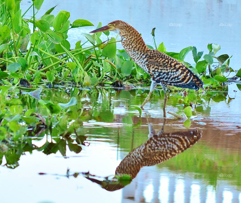 reflection