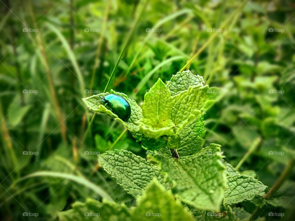 green beetle and mint