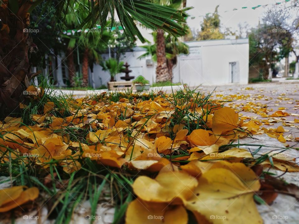 Falling tree leaves، colors of autumn.