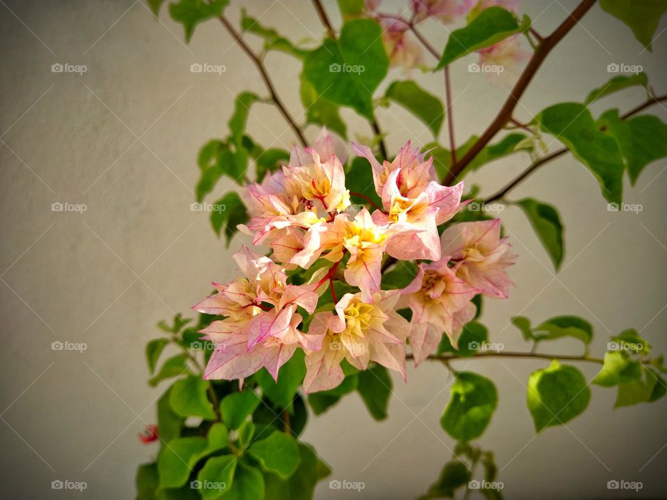 close view of a buiganvilla branch captured in summer