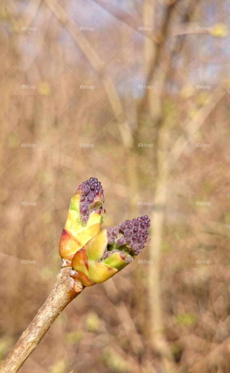 Buds of lilacs