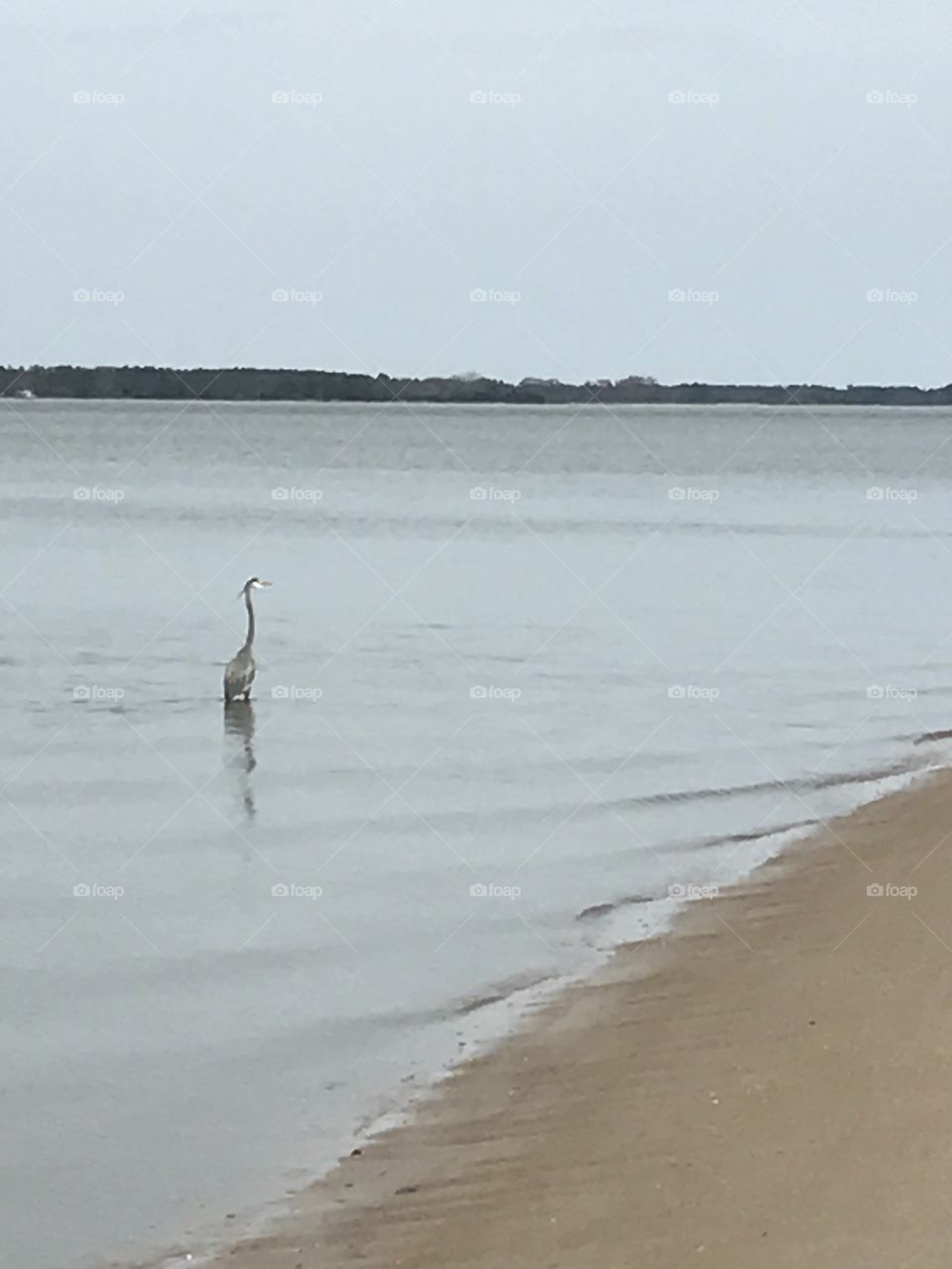 Bird in the water