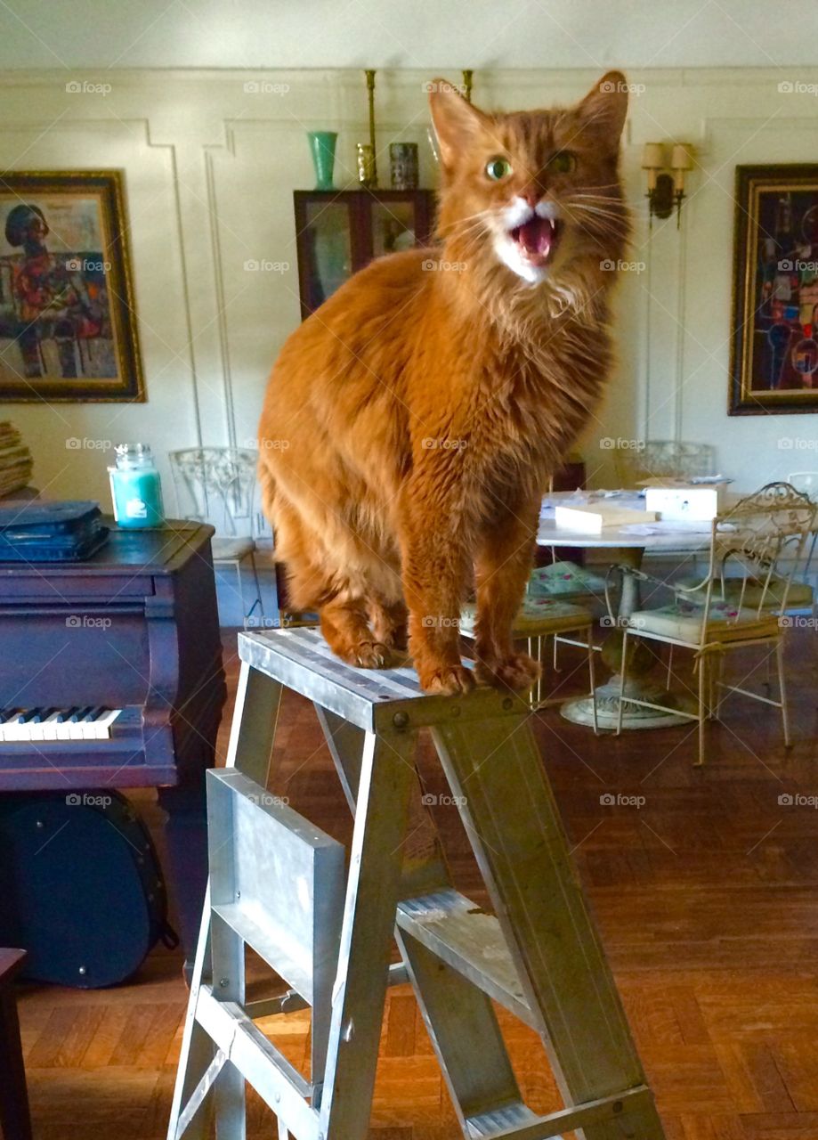 Sammy the Somali cat roars from top of a ladder.