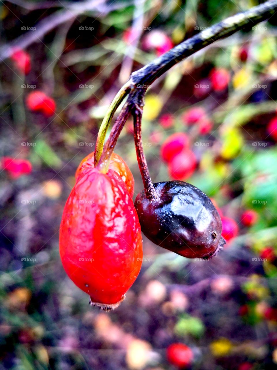 Fruits in autumn