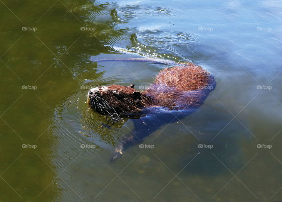 Beaver swimming on a lake