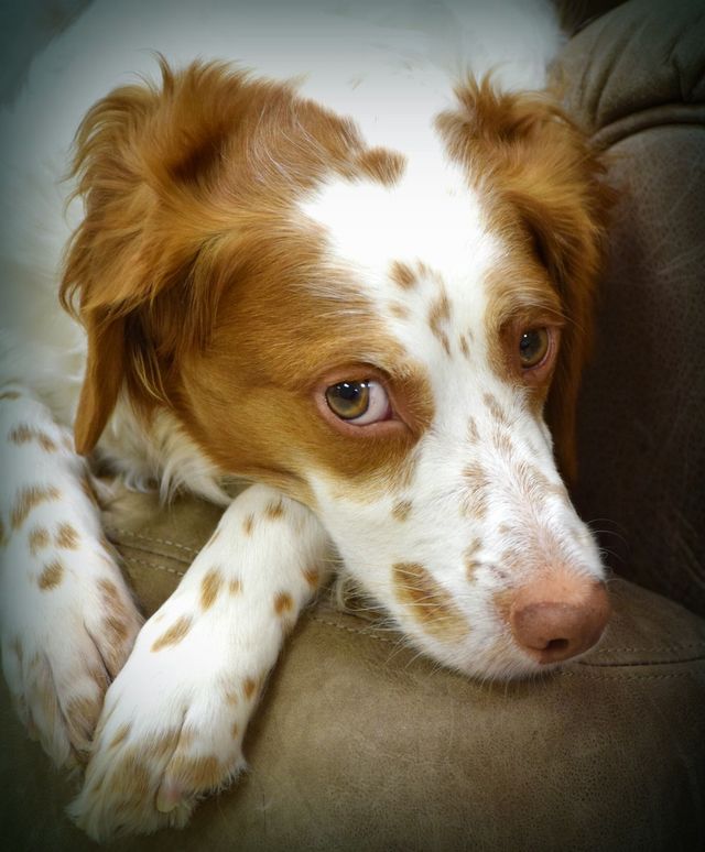 Resting Rooney