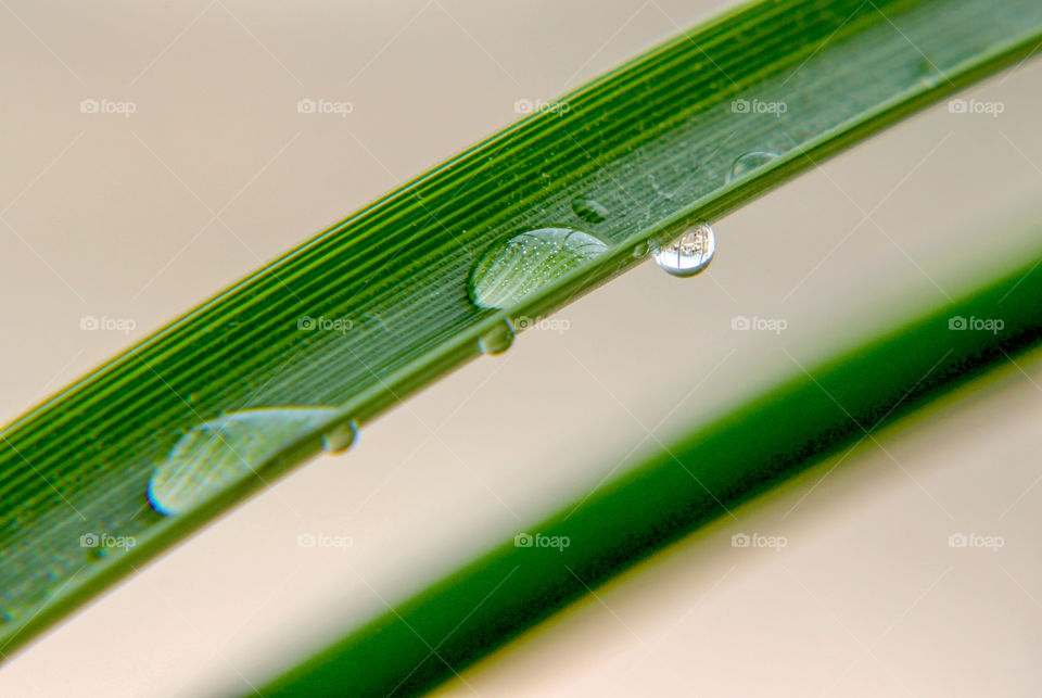 Water drops on the leaf