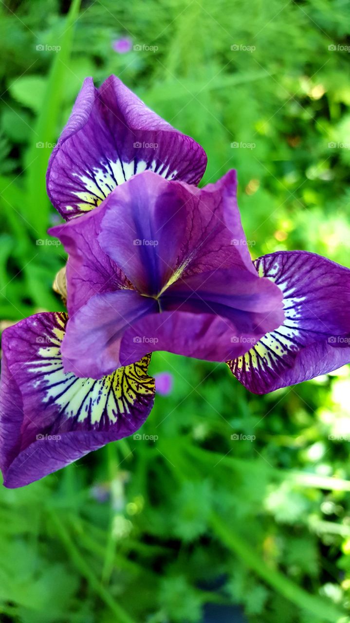 wild iris